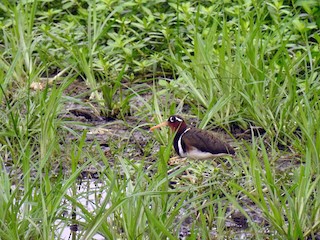  - Greater Painted-Snipe