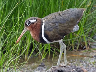  - Greater Painted-Snipe