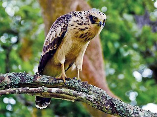 幼鳥 - Prashobh Ailyam Nair - ML85869901
