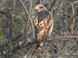 Men jinsiy aloqa porno suratga tayyorman