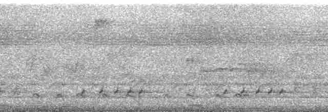 berghalegjøk (montanus) - ML8587