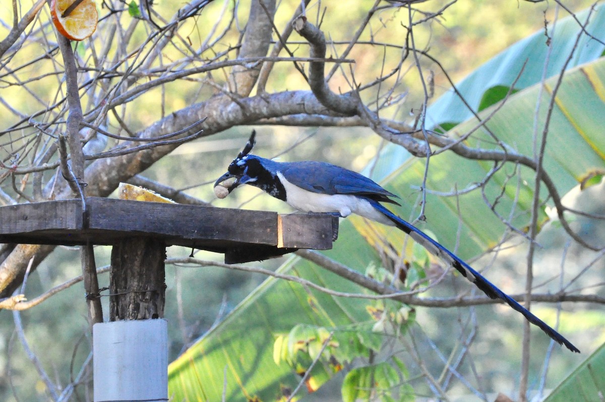 Black-throated Magpie-Jay - ML85870941