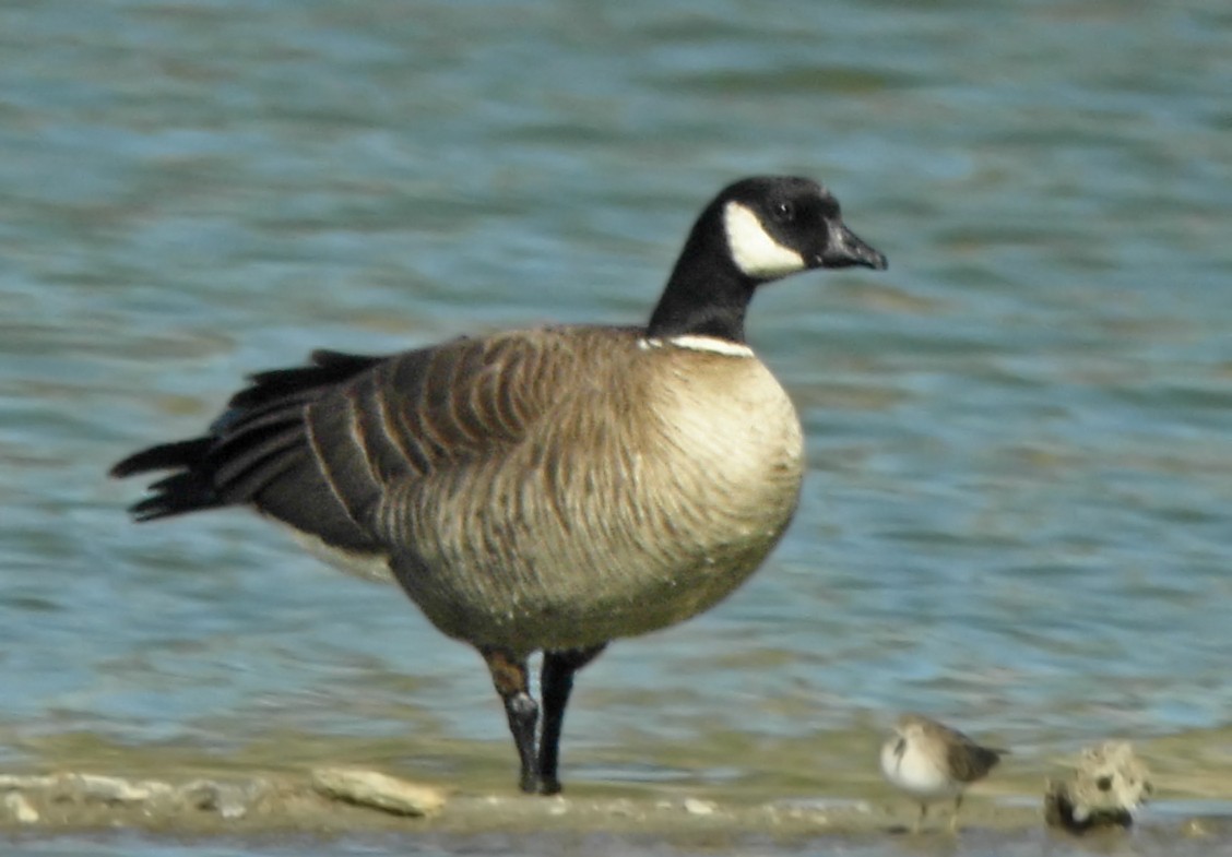 Cackling Goose (Aleutian) - ML85871461