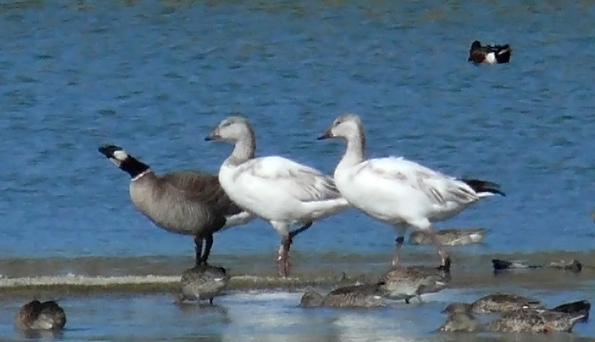 Cackling Goose (Aleutian) - ML85871761