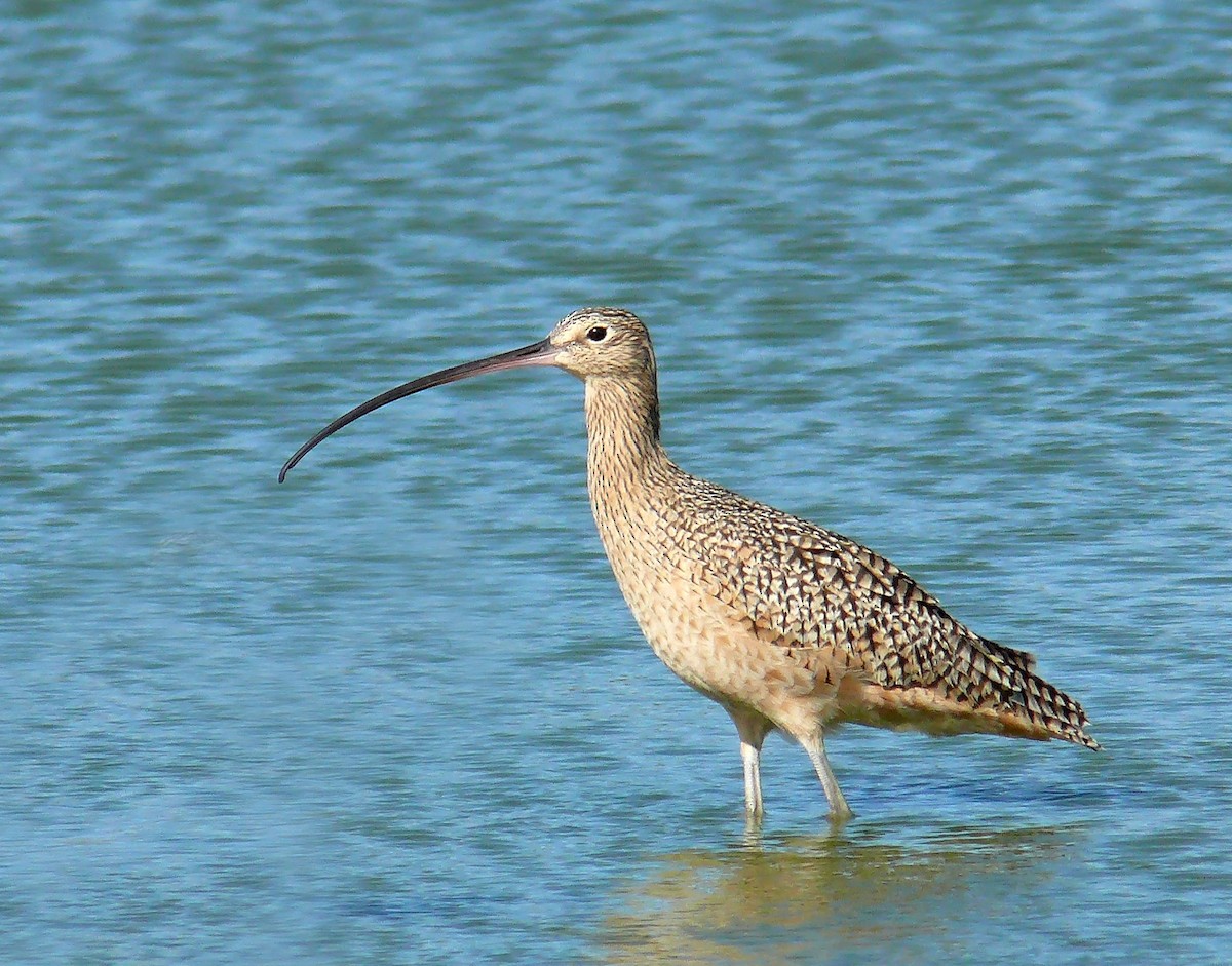 Long-billed Curlew - ML85872441