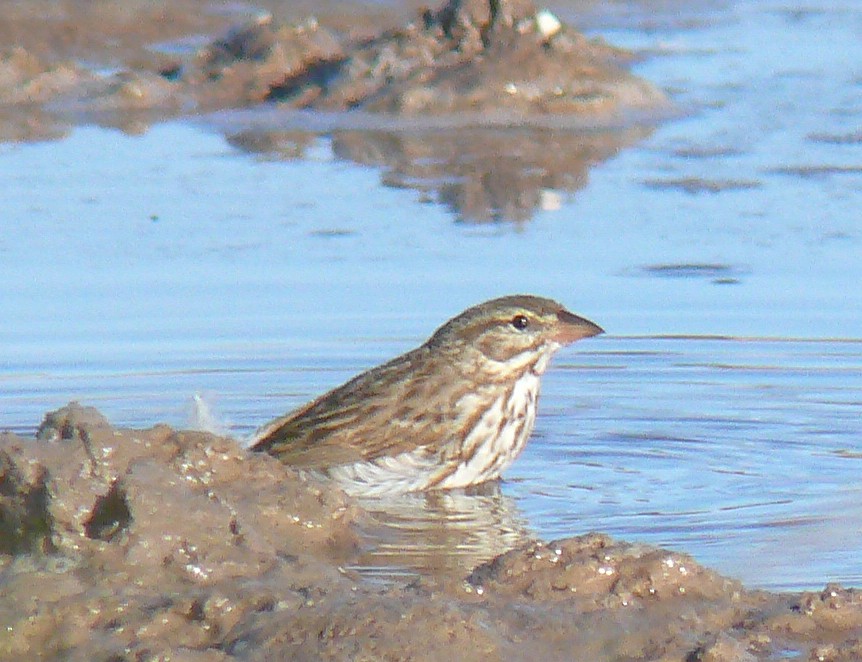 Savannah Sparrow (Large-billed) - ML85873191