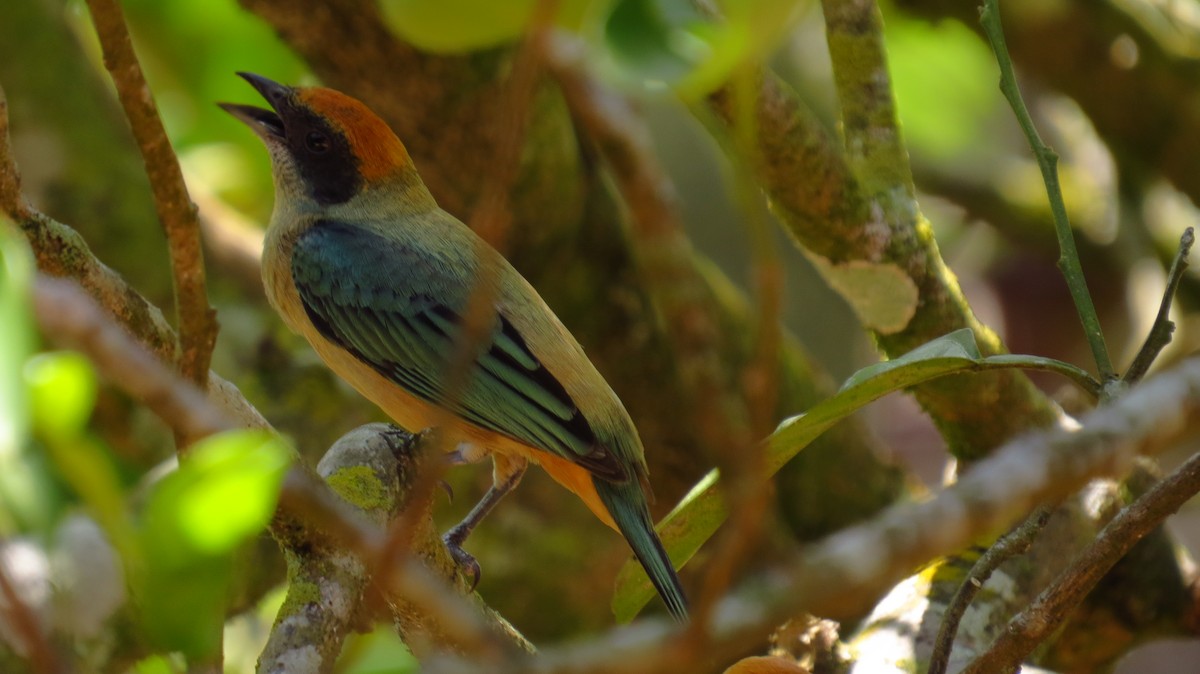 Burnished-buff Tanager - ML85873991