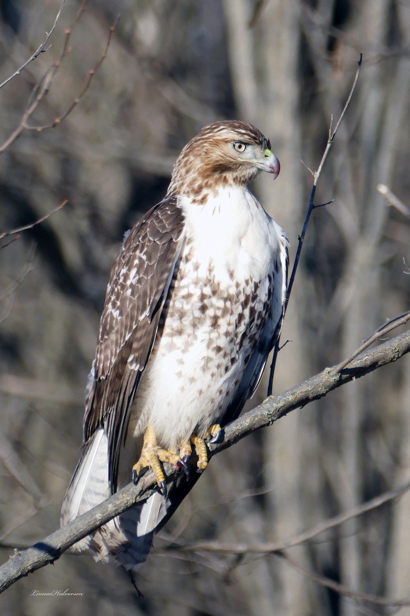 Red-tailed Hawk - Linn H