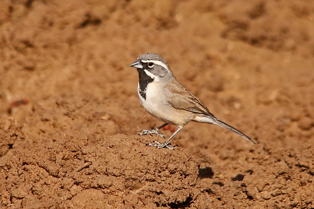 Black-throated Sparrow - ML85874521
