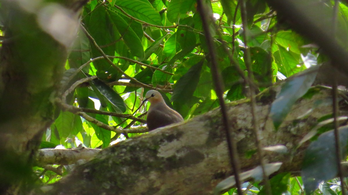Gray-fronted Dove - ML85874671