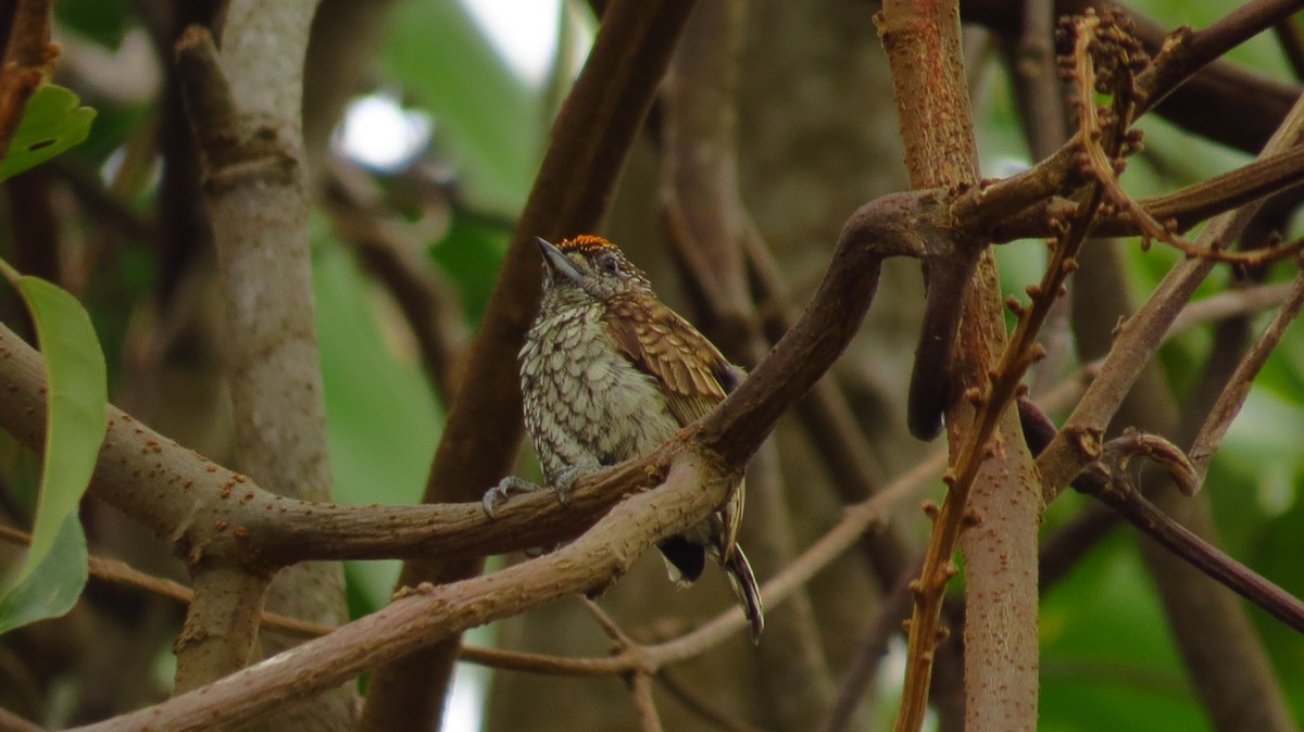 Scaled Piculet - ML85874861