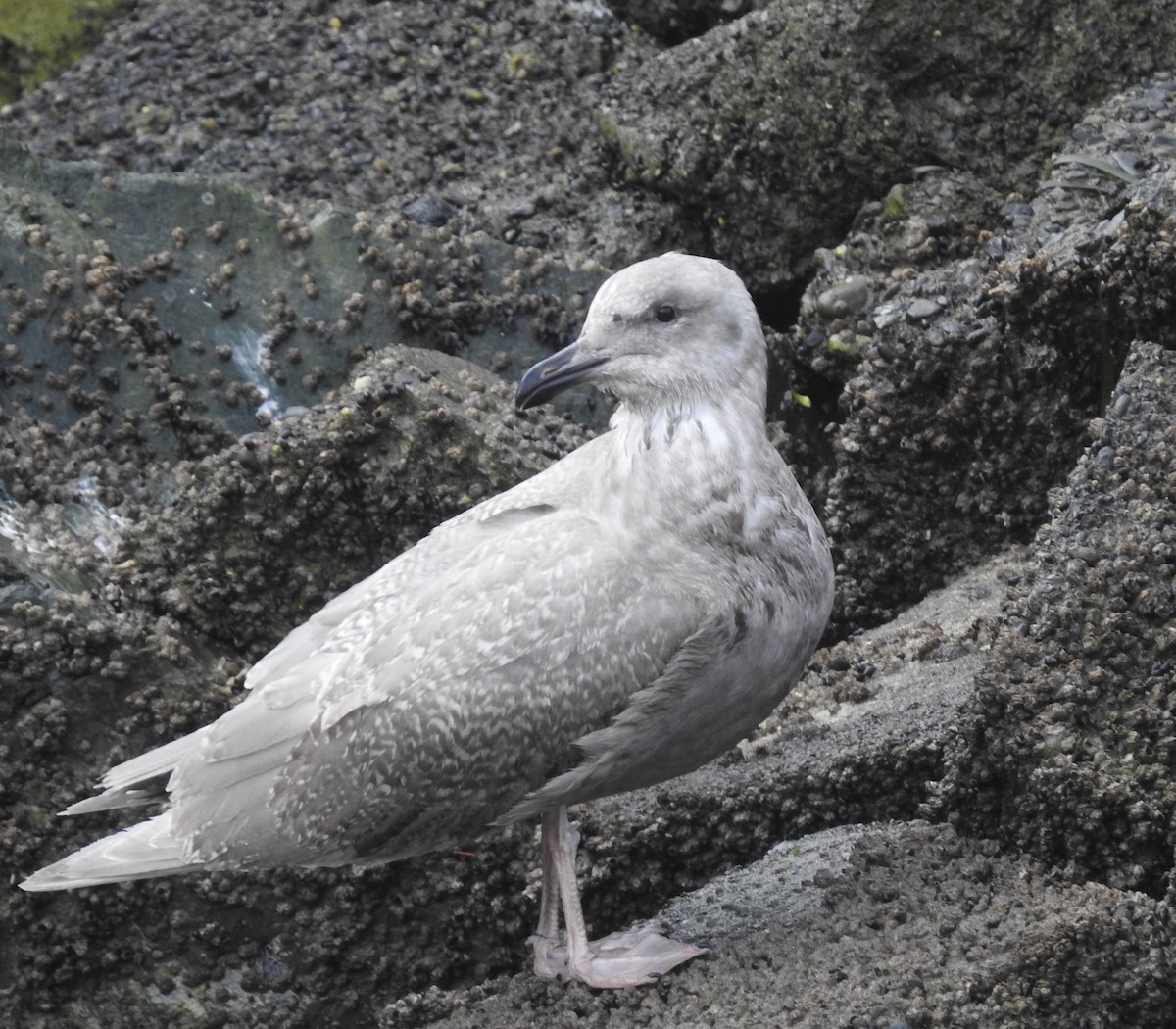 Glaucous-winged Gull - Mark Bartolome Stevens