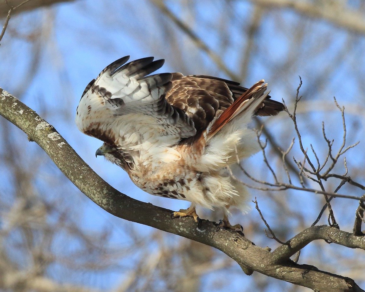 Red-tailed Hawk - Laure Wilson Neish