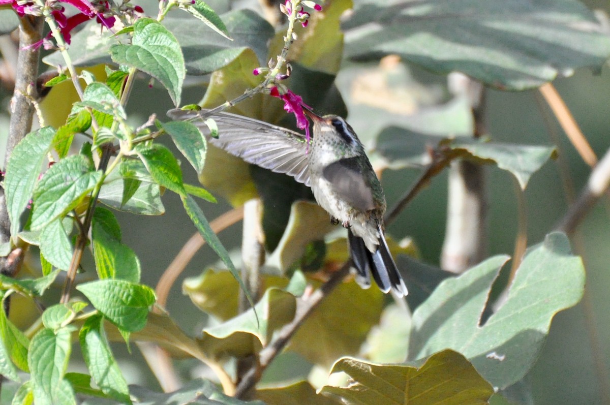 White-eared Hummingbird - James Thompson