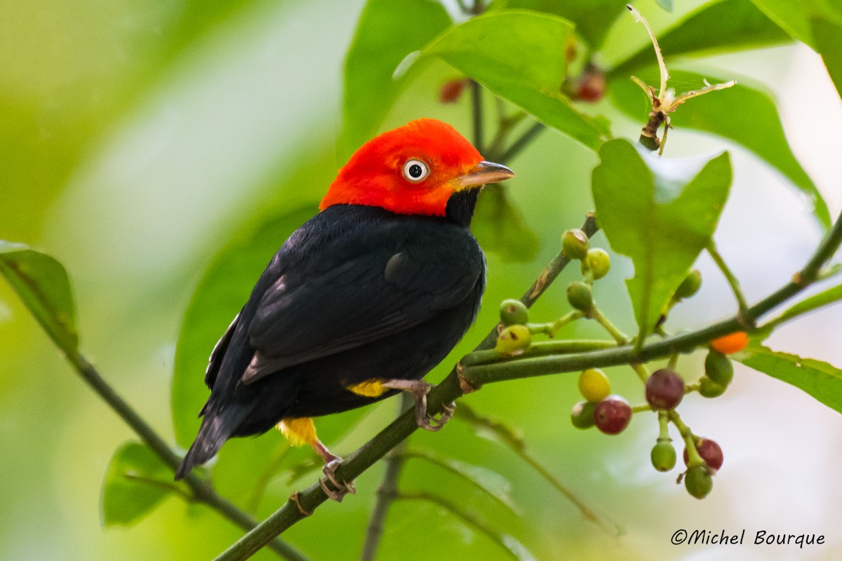 Red-capped Manakin - ML85883471
