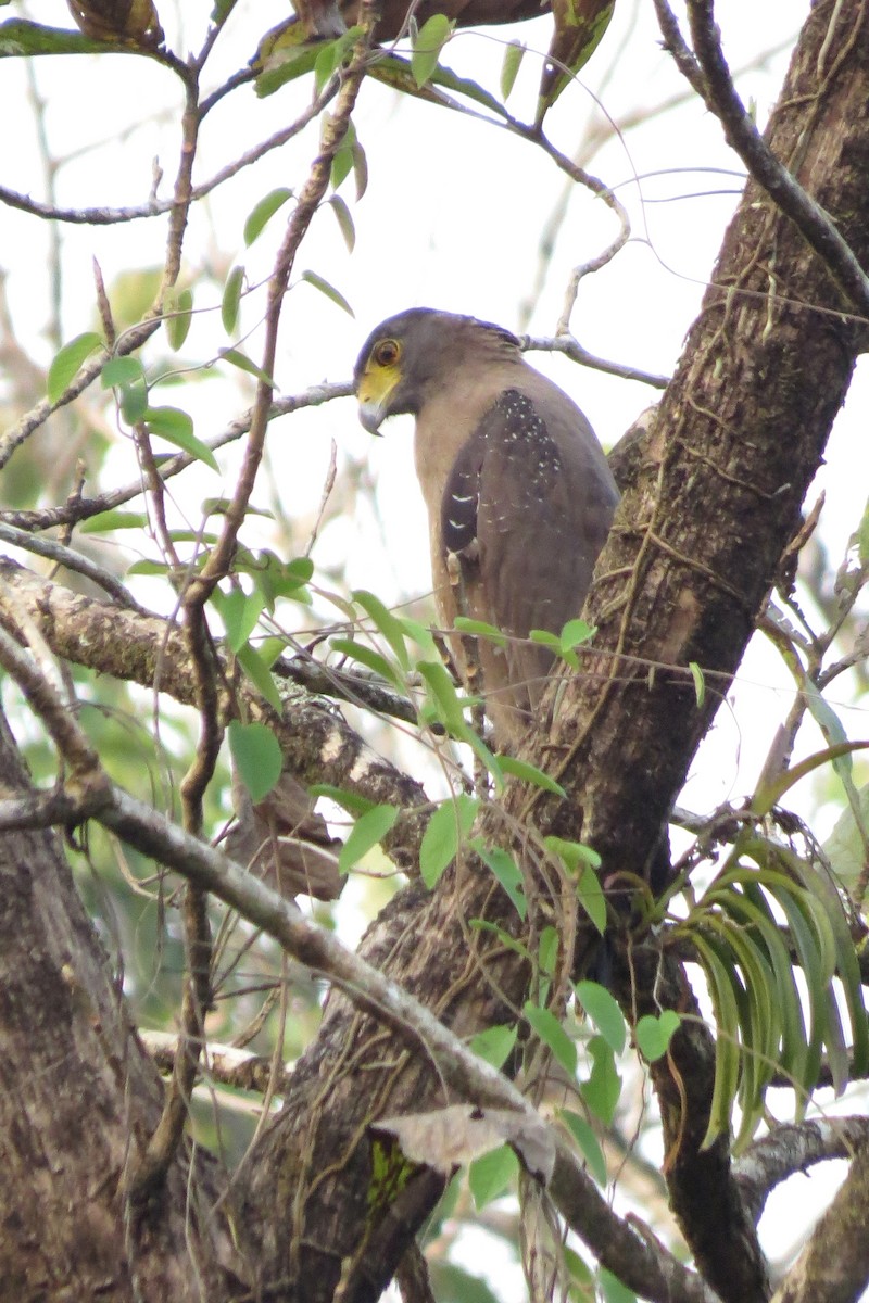 Crested Serpent-Eagle - ML85884751