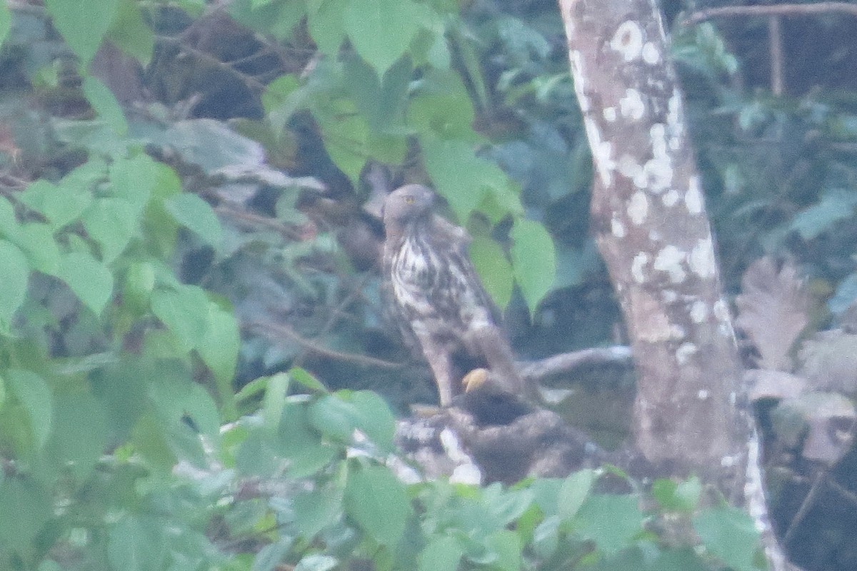 Changeable Hawk-Eagle (Crested) - ML85884771