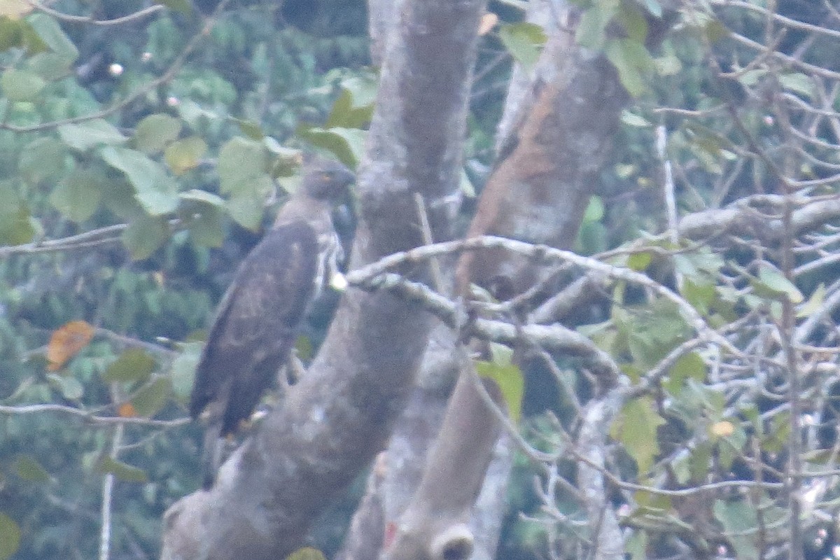 Changeable Hawk-Eagle (Crested) - ML85884781