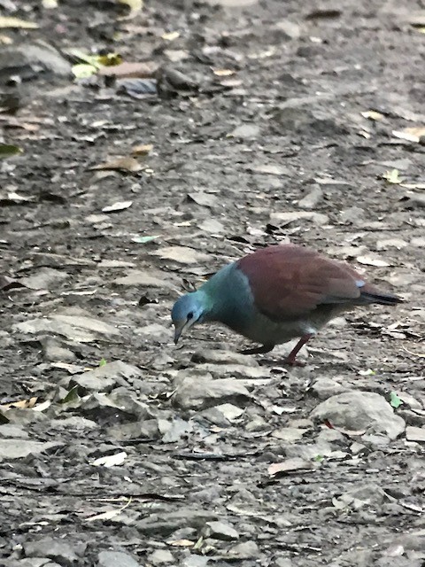 Buff-fronted Quail-Dove - ML85885811