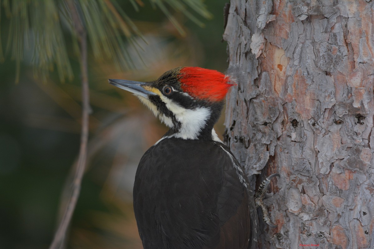 Pileated Woodpecker - ML85886511