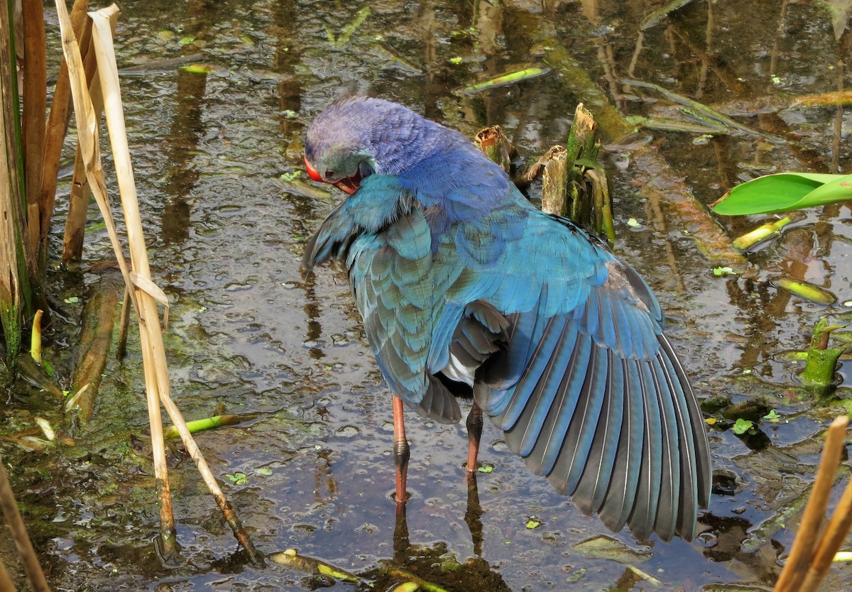 Gray-headed Swamphen - Susan Young