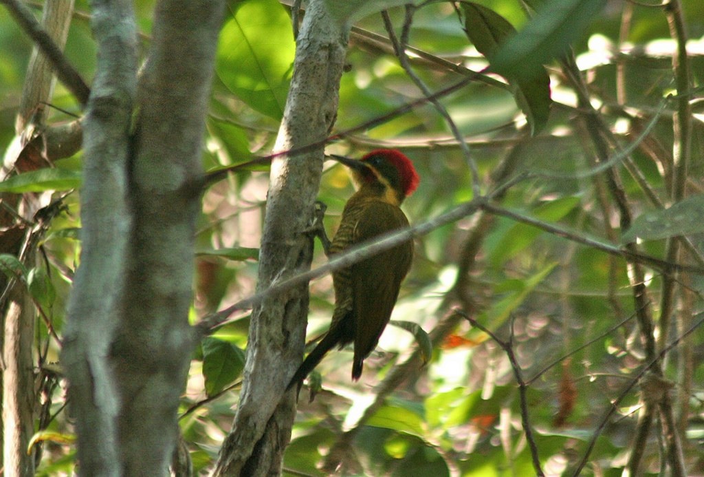 Golden-green Woodpecker - Eric DeFonso 🦑