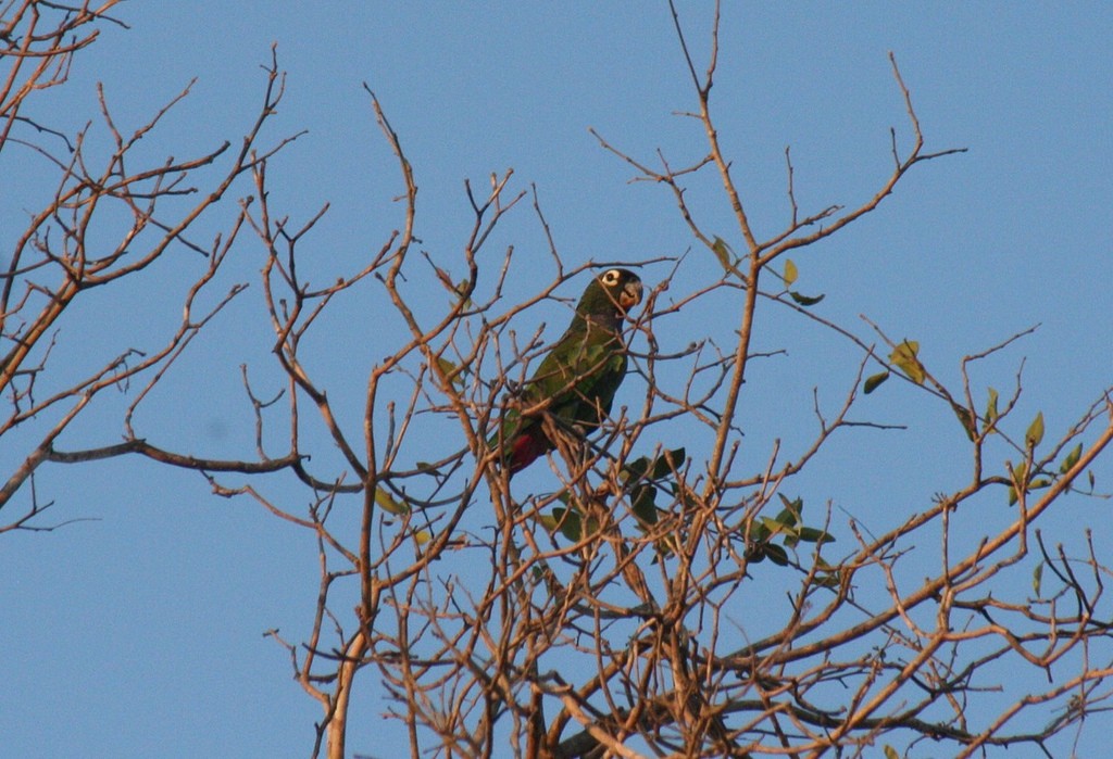 Scaly-headed Parrot - ML85890751