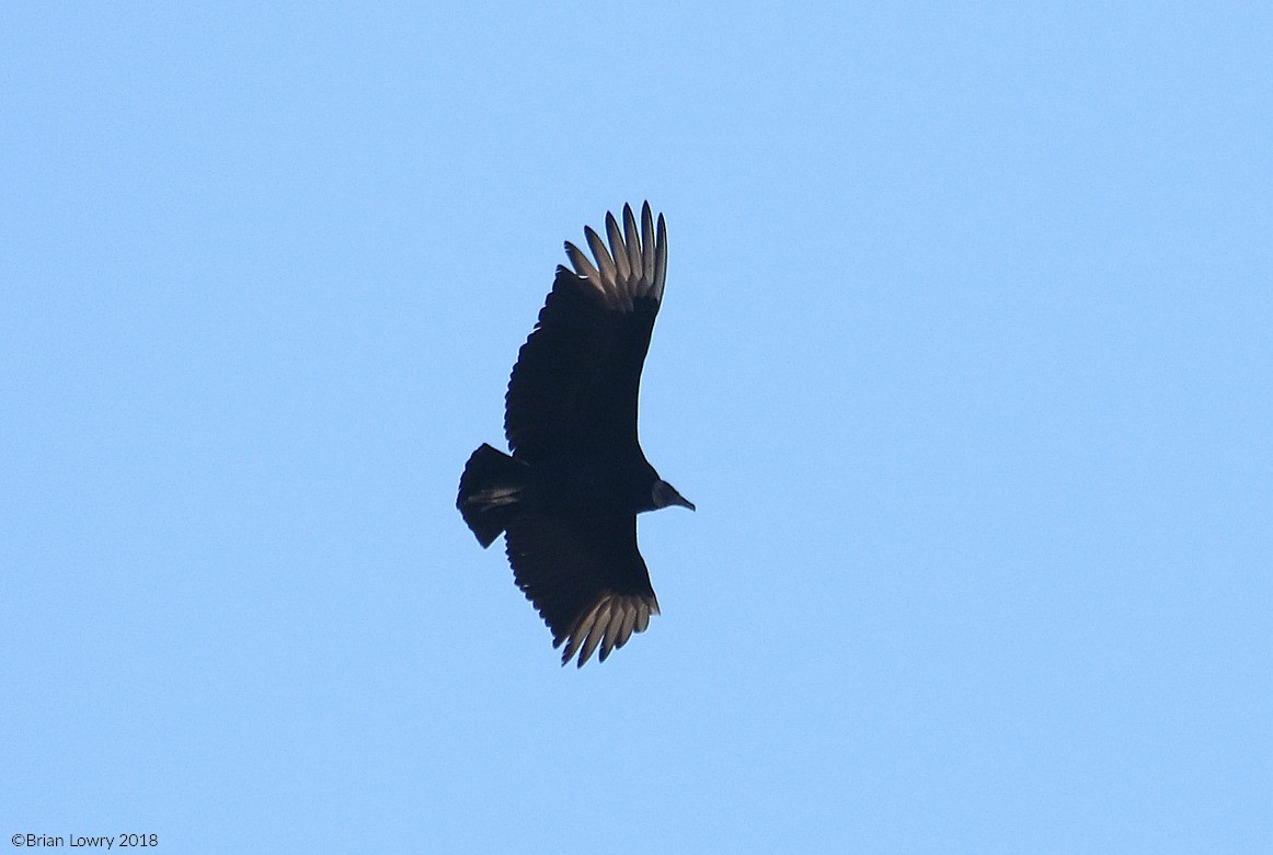 Black Vulture - Brian Lowry