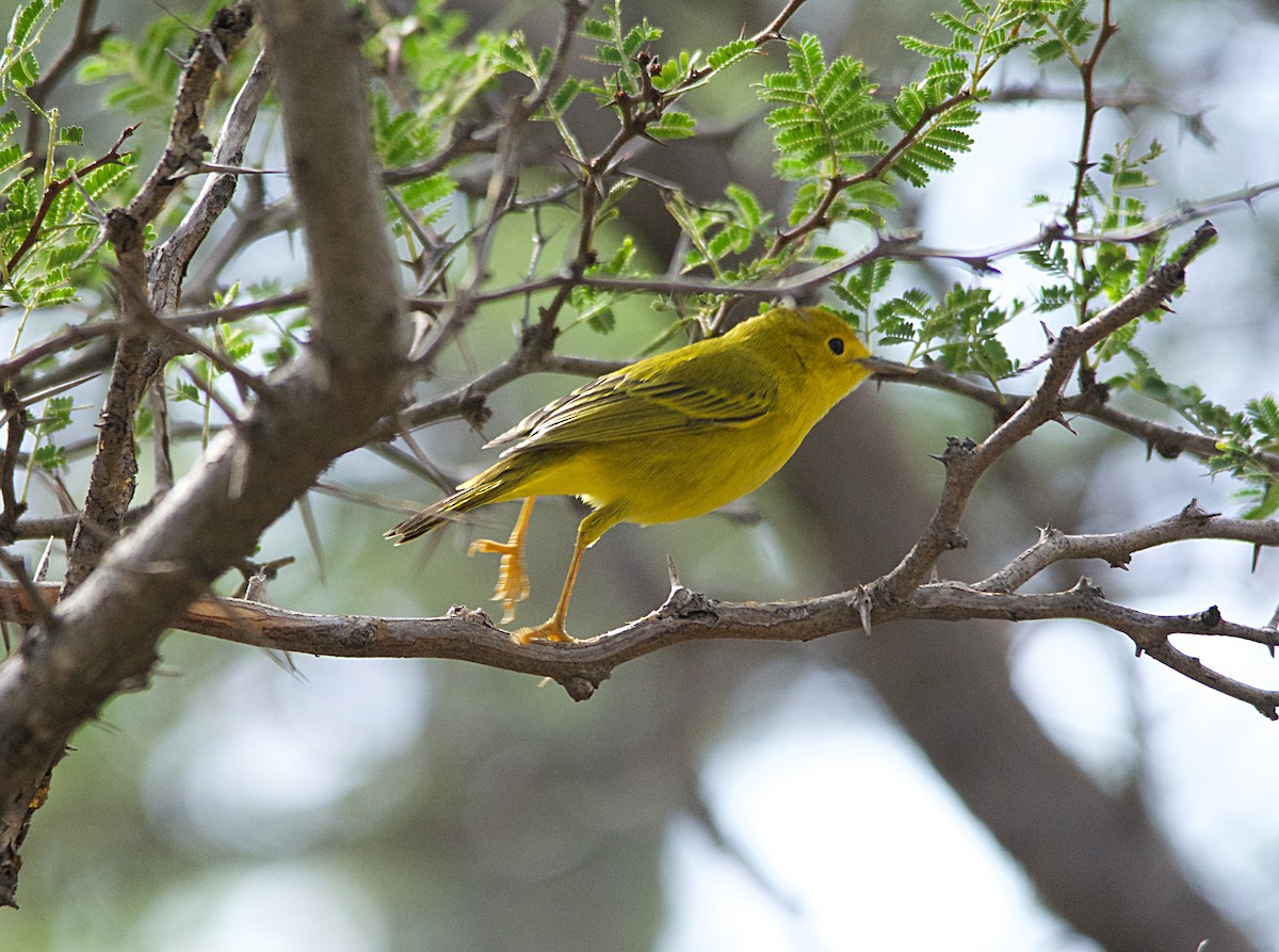 Yellow Warbler (Golden) - Michael Tromp