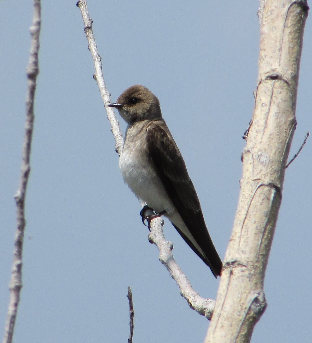 Northern Rough-winged Swallow - Burke Korol