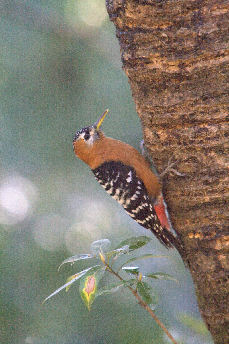 Rufous-bellied Woodpecker - Ritesh Dighe