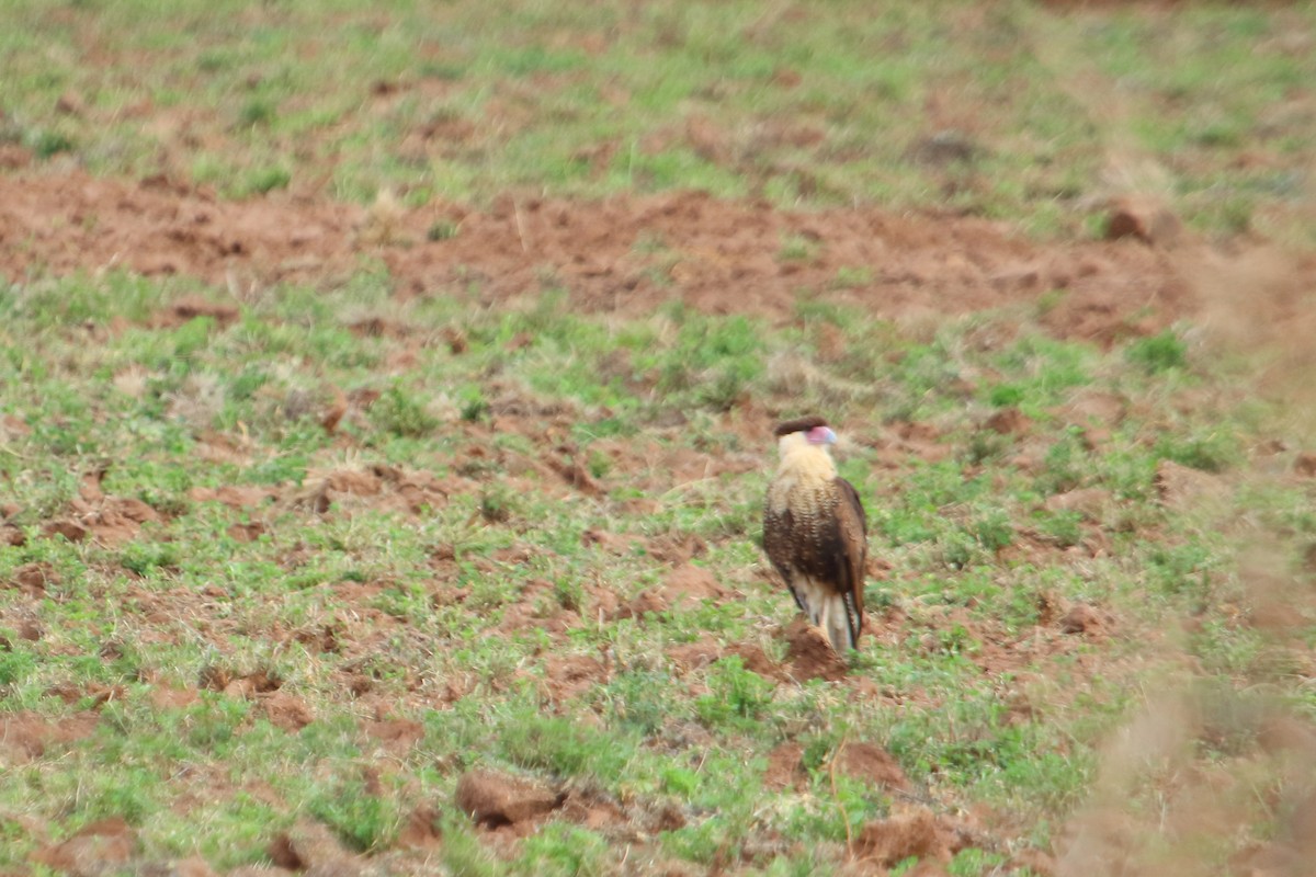 Crested Caracara (Northern) - Shawn Miller