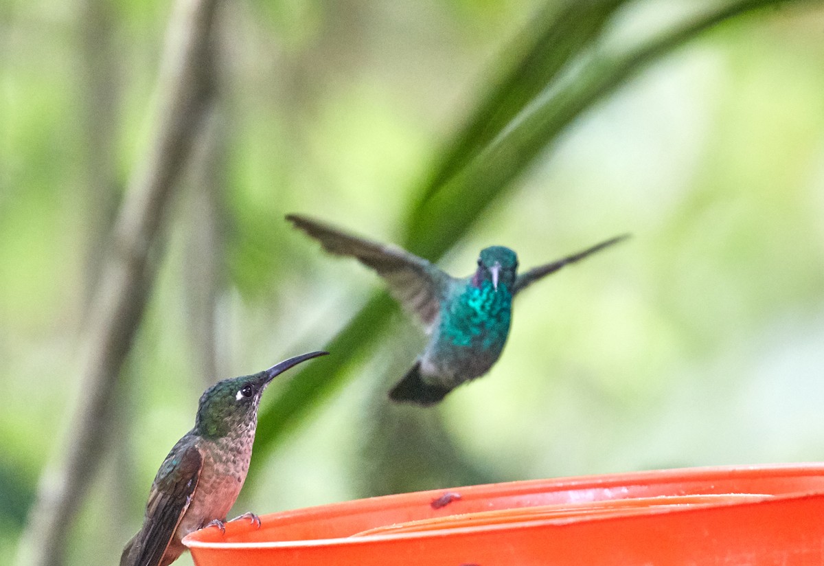 kolibřík modrouchý - ML85900511