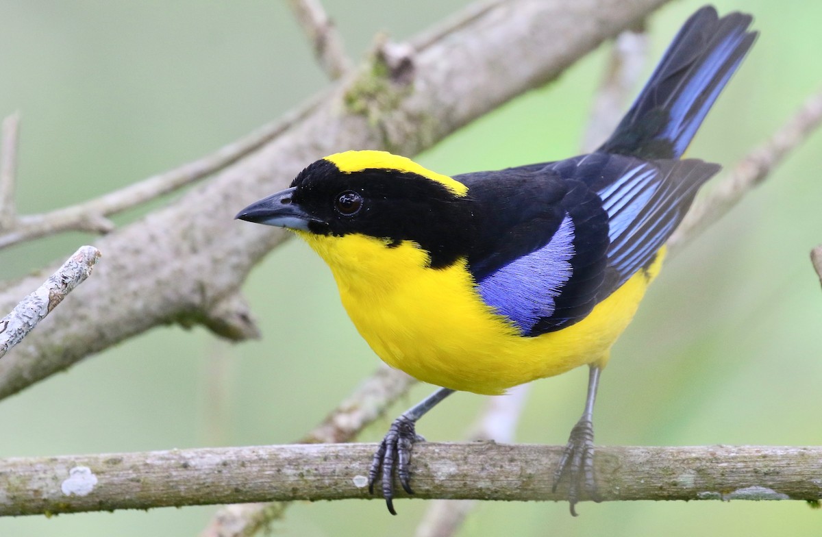 Blue-winged Mountain Tanager - ML85902371
