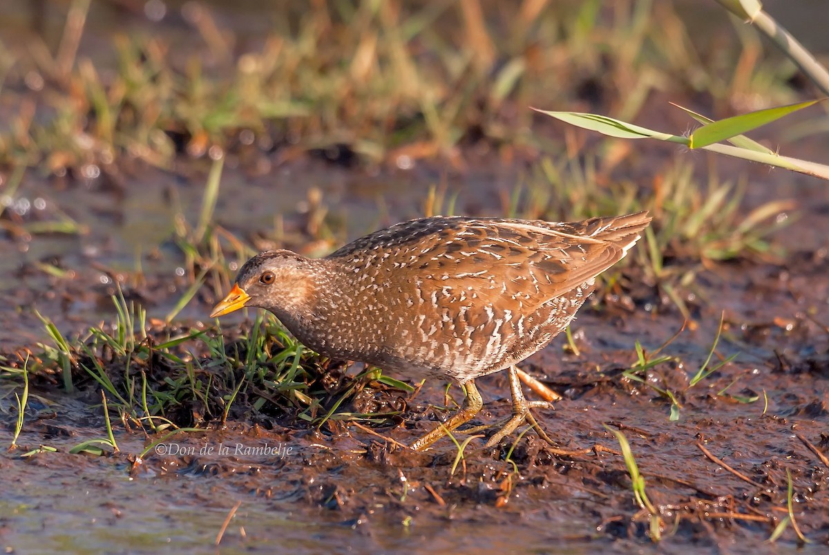 Spotted Crake - ML85903391
