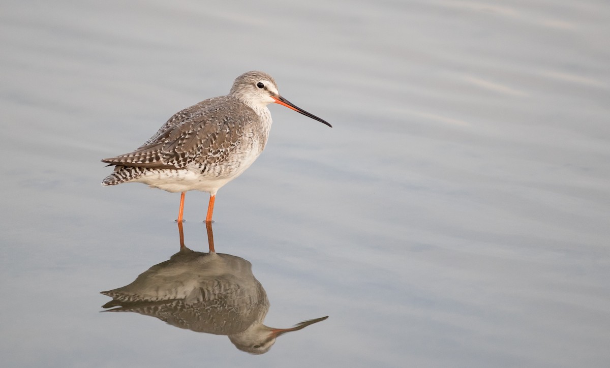 Spotted Redshank - ML85908311