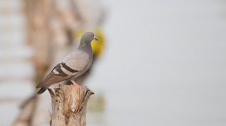 Rock Pigeon (Feral Pigeon), ML85908341