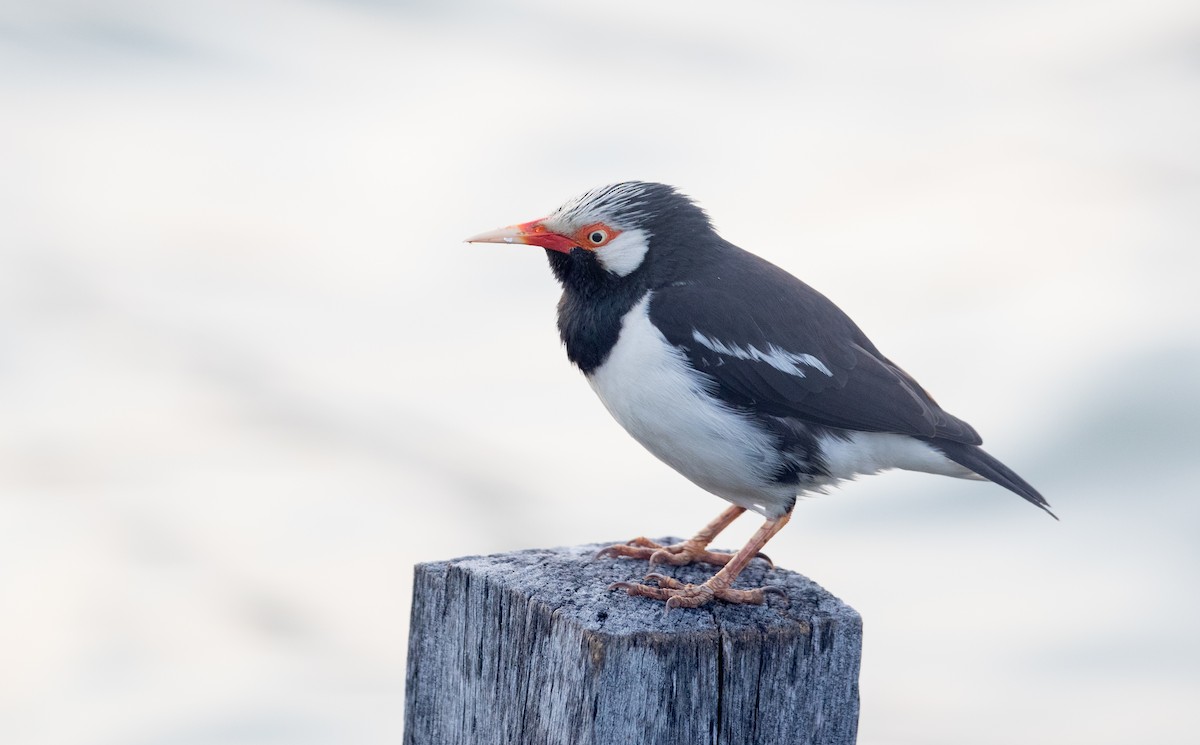 Asian Pied Starling - ML85908431