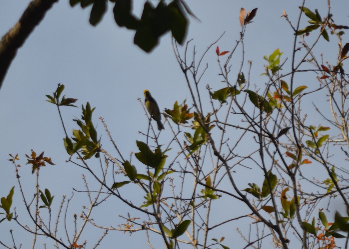 Black-throated Green Warbler - Scott Latimer