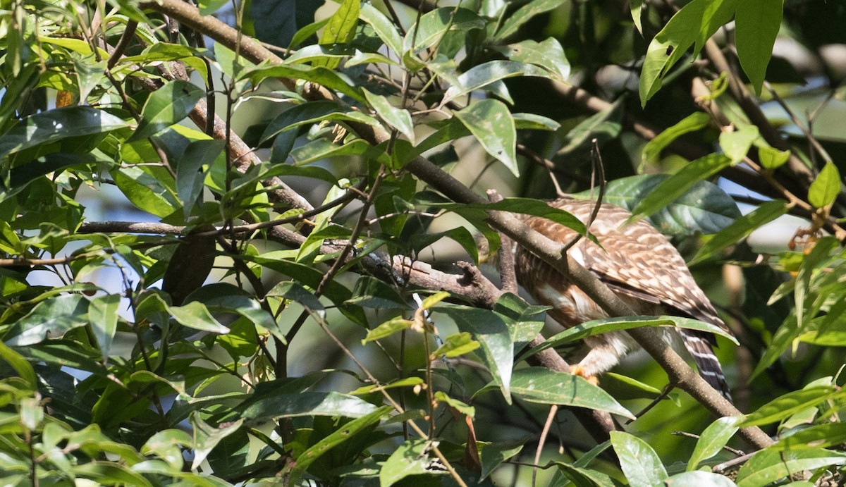 Asian Barred Owlet - ML85909861
