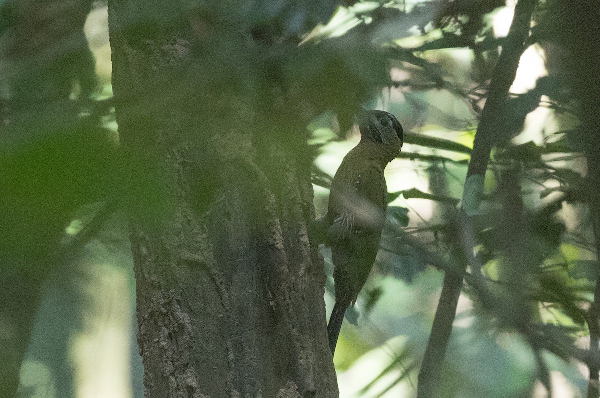 Laced Woodpecker - Ian Davies
