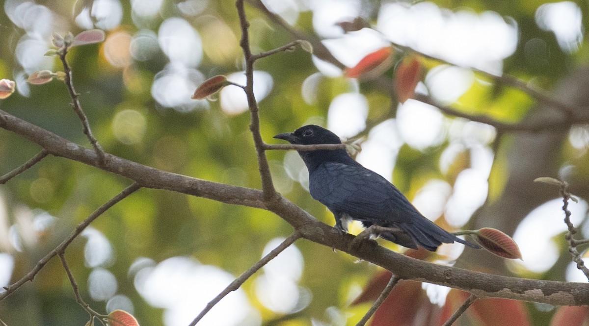 Square-tailed Drongo-Cuckoo - ML85910211