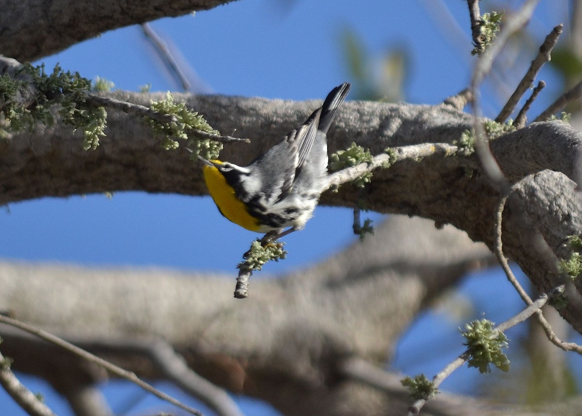Yellow-throated Warbler - Scott Latimer