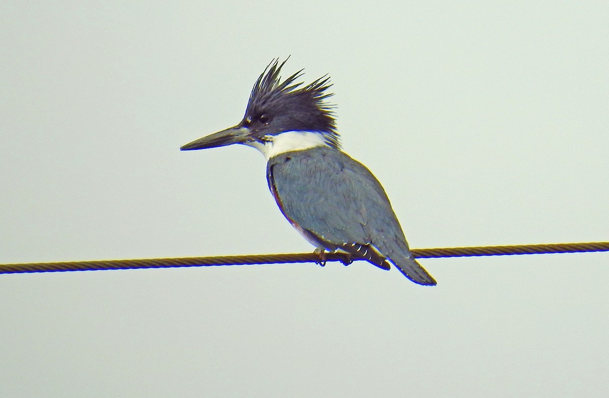 Belted Kingfisher - ML85913891