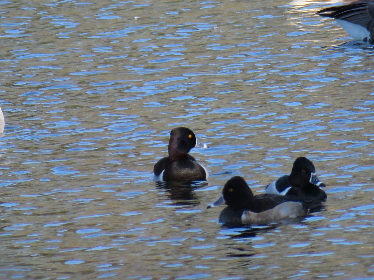 Ring-necked Duck - Lea Shaw