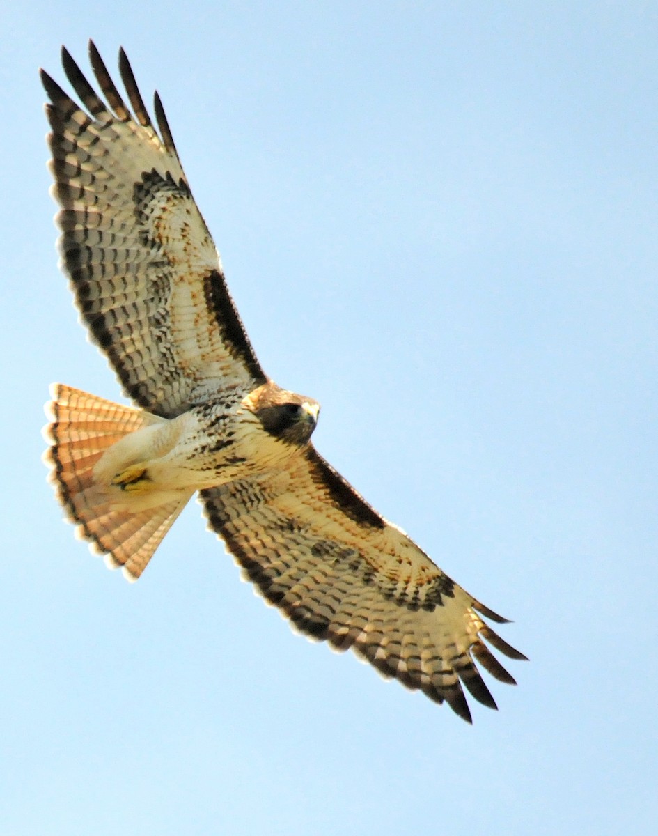 Red-tailed Hawk - ML85917761