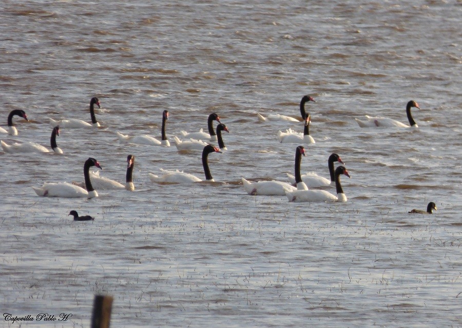 Black-necked Swan - ML85920351
