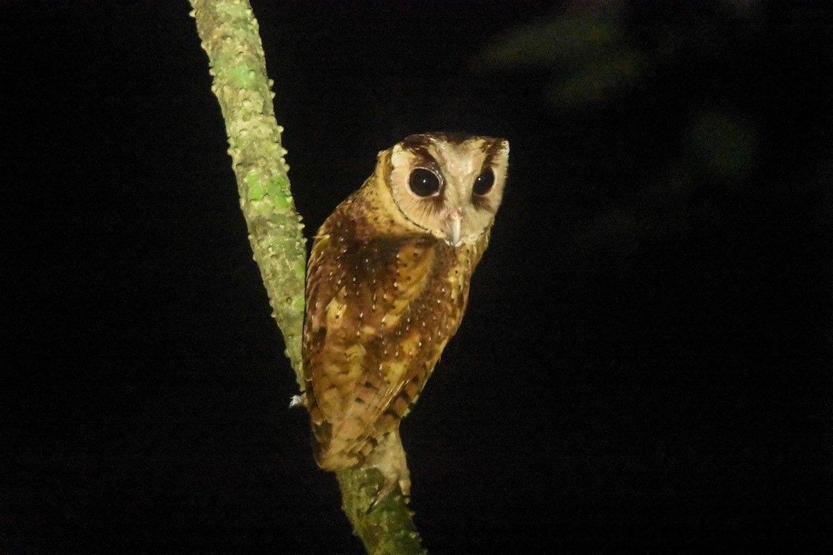Sri Lanka Bay-Owl - Daniele Mitchell