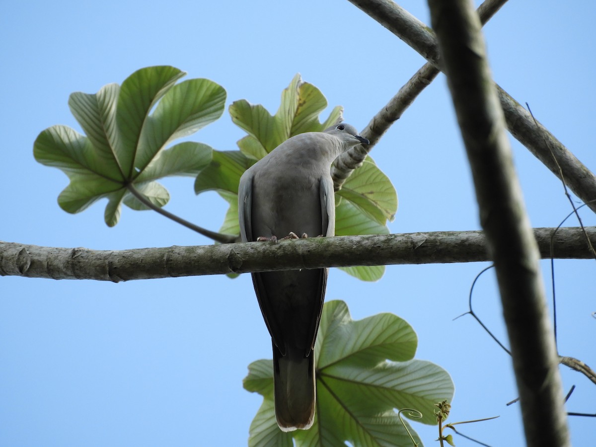 Eurasian Collared-Dove - ML85922601