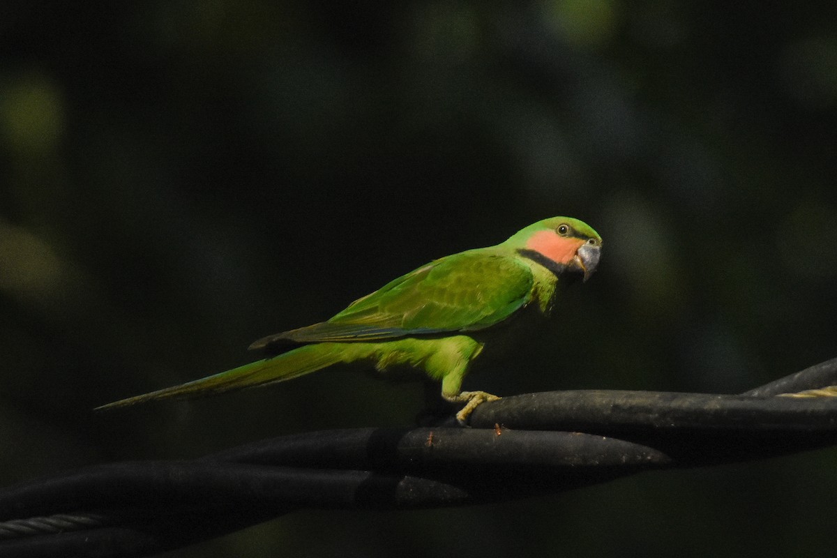 Long-tailed Parakeet - Daniele Mitchell